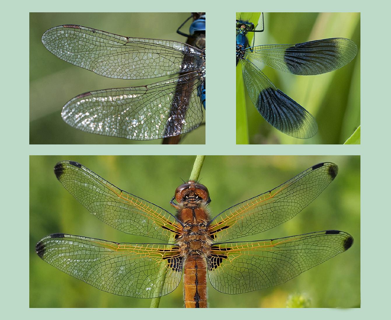 Insect Wings - Robert Farrow