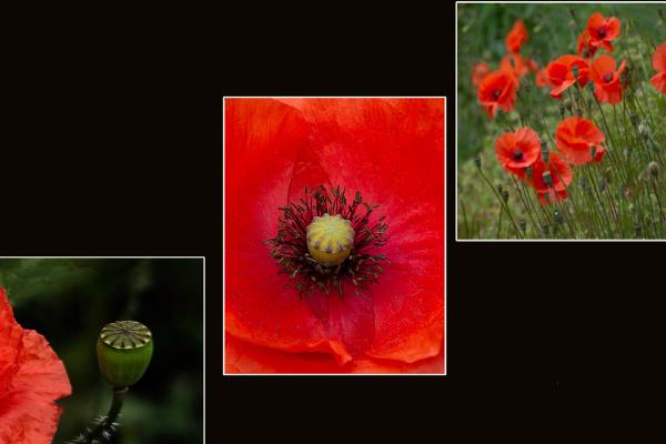 Poppy Journey - Nesta James