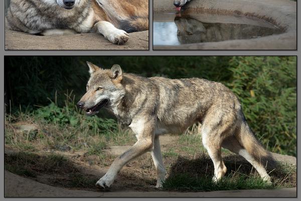 Timber Wolves - Colin Brett