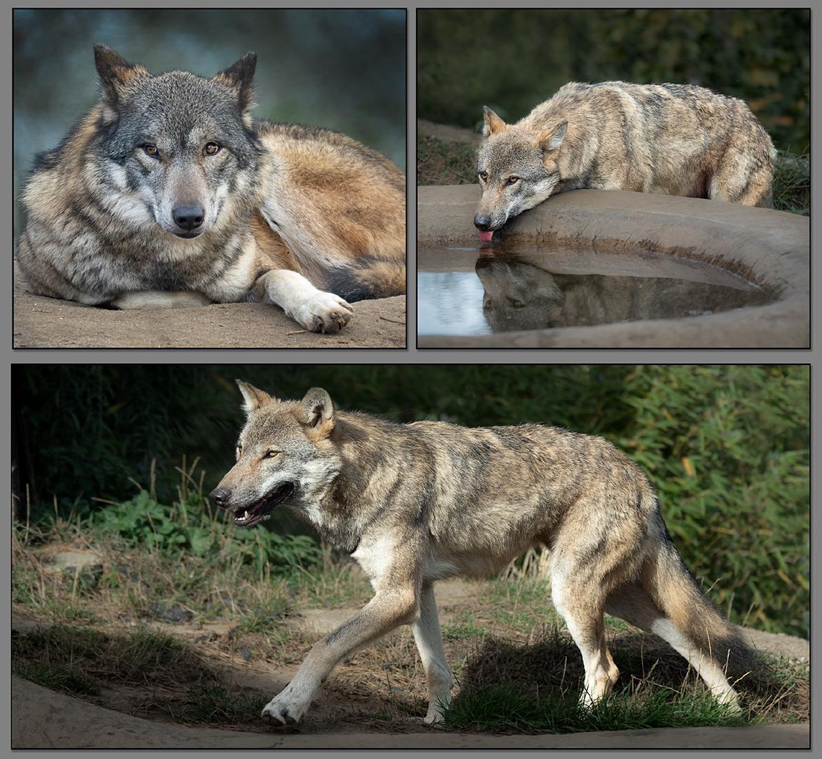 Timber Wolves - Colin Brett