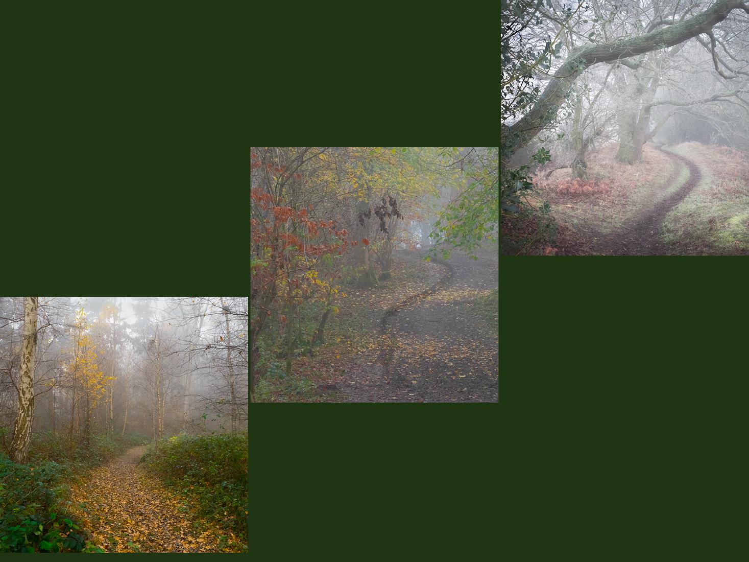 Woodland Walks in Autumn - Mary Battye