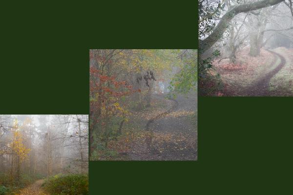 Woodland Walks in Autumn - Mary Battye