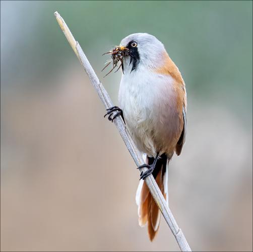 Bearded tit with insects for chicks - Cheryl Wilkes