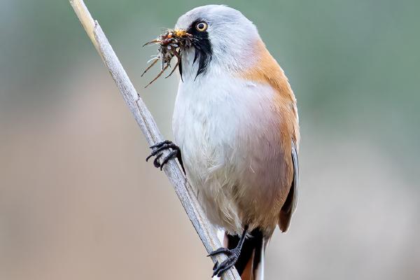 Bearded tit with insects for chicks - Cheryl Wilkes