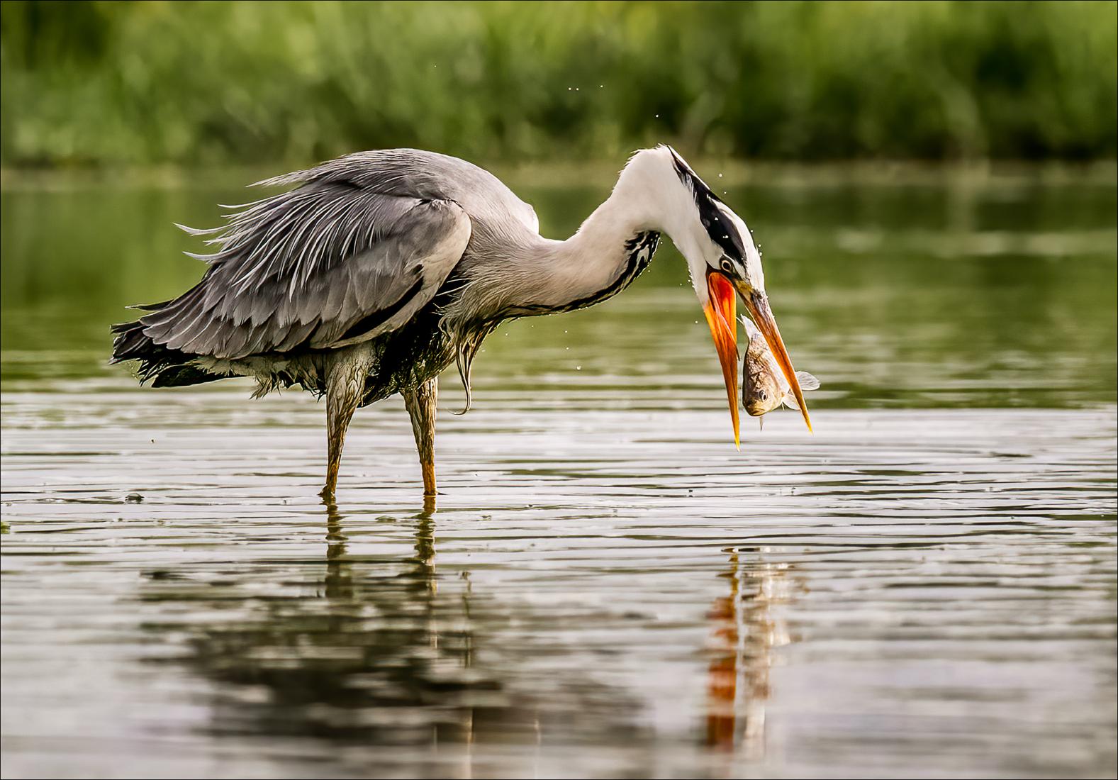 Grey Heron Tossing Fish - Cheryl Wilkes