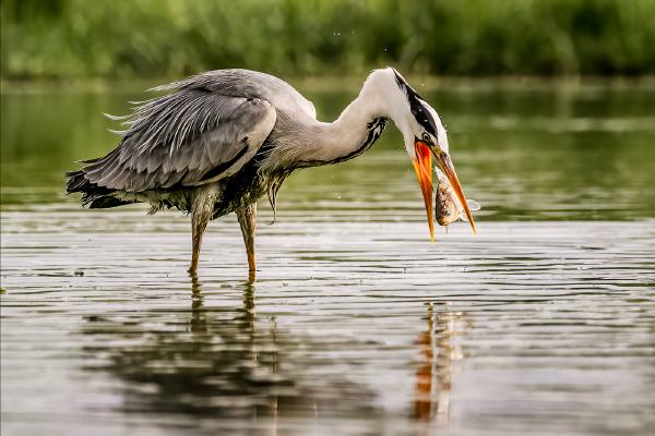Grey Heron Tossing Fish - Cheryl Wilkes