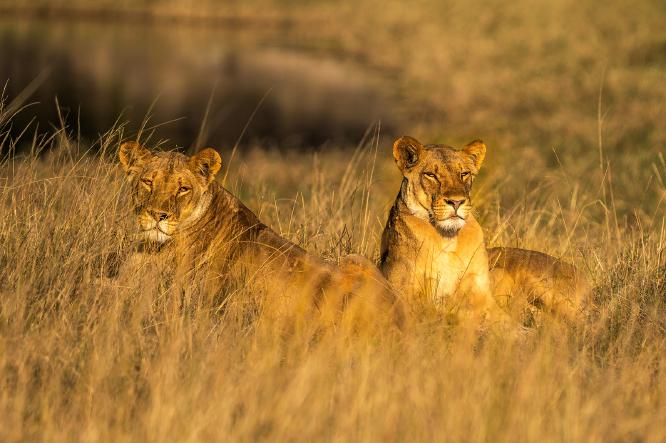 Lionesses resting - Robert Macdonald