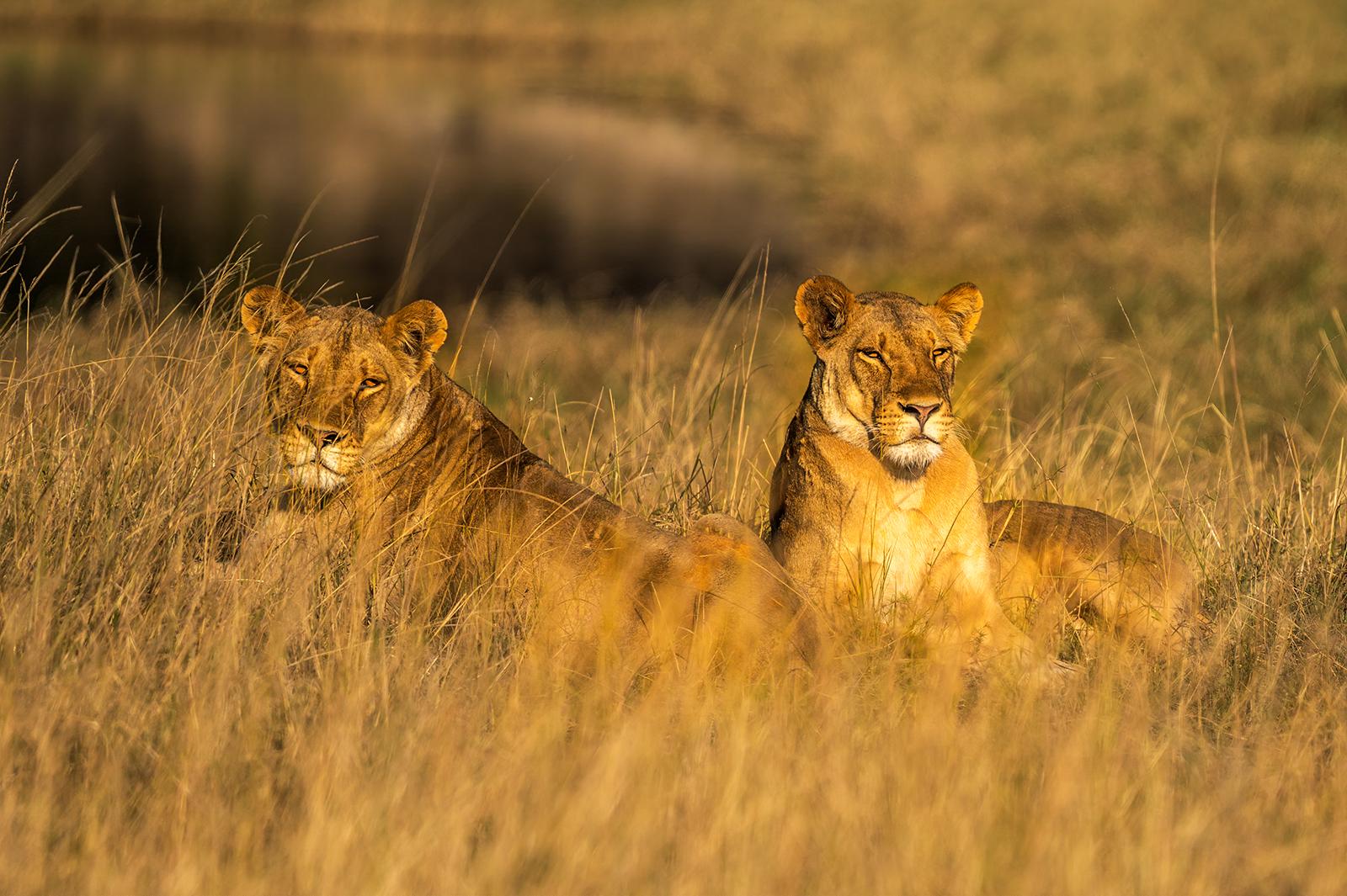 Lionesses resting - Robert Macdonald