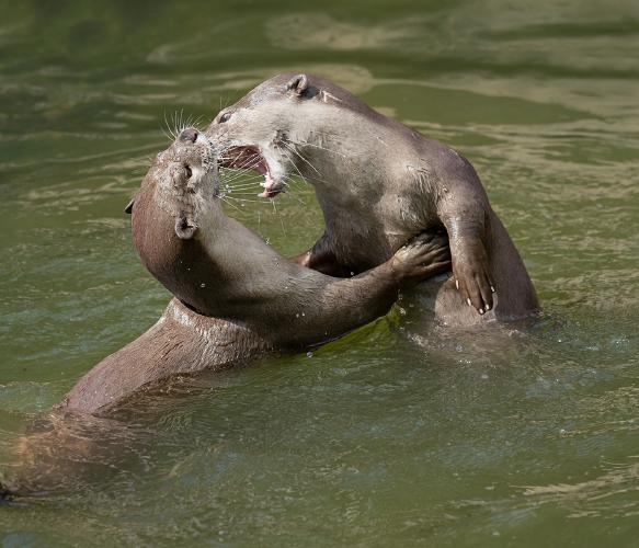 Otters Play Fighting - Colin Brett