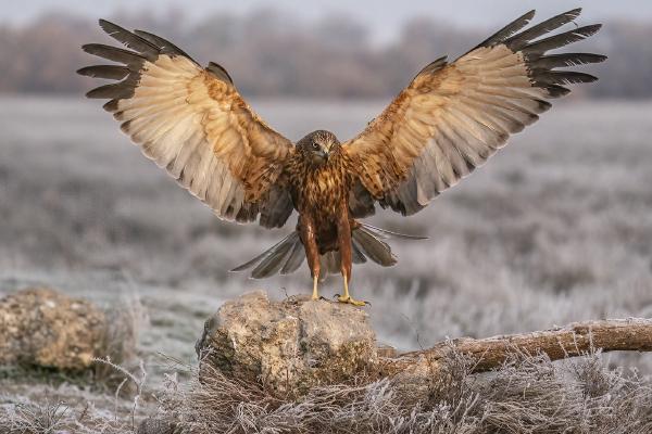 Red Kite Landing - Marny Macdonald