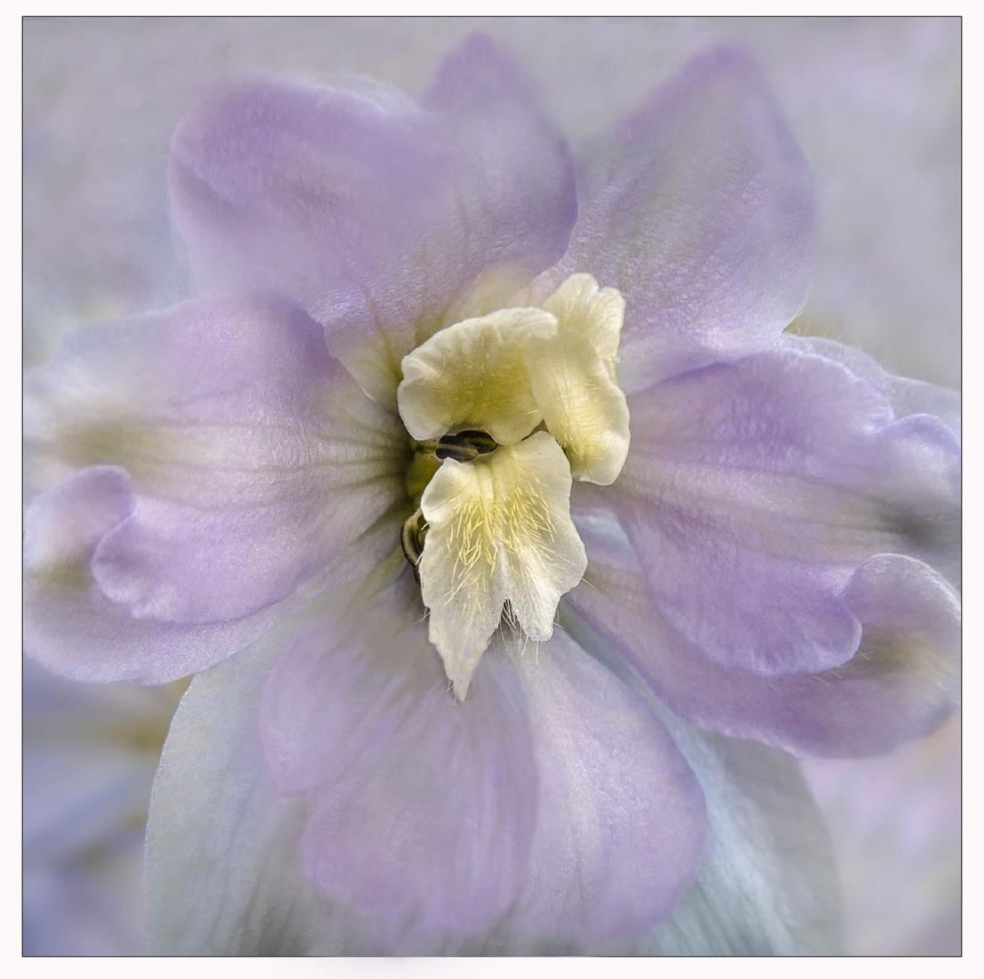 Shades of Lilac - Hilary Knight