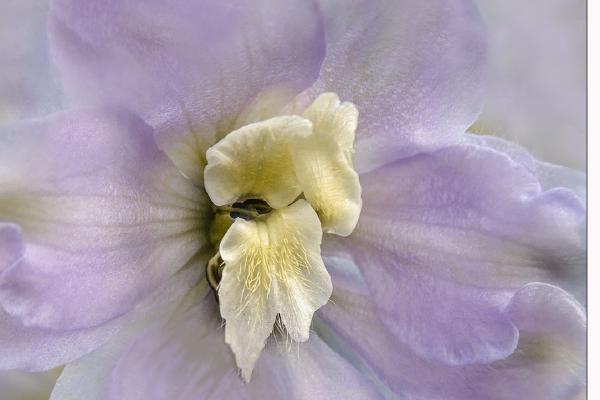 Shades of Lilac - Hilary Knight