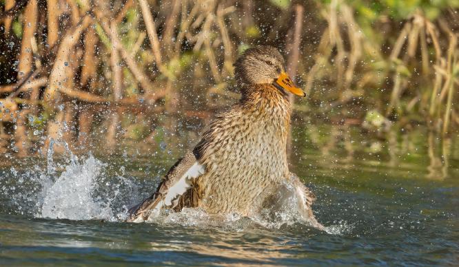 Splashing - Paul Douglas