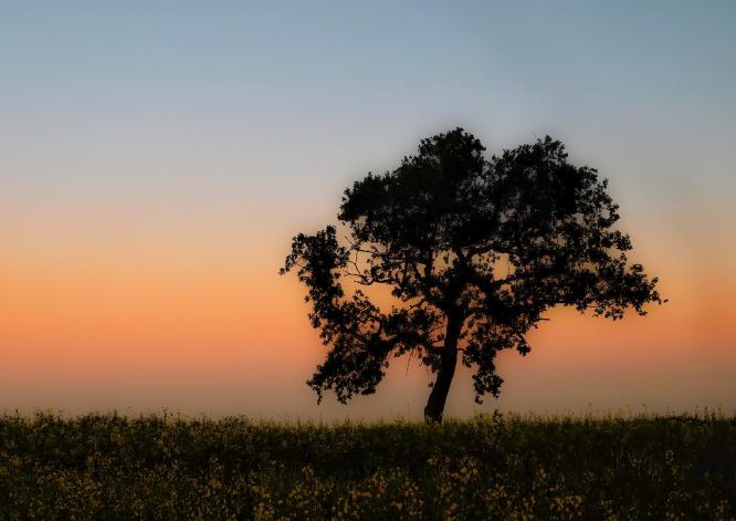 The silhouette tree - Shaun Hykel