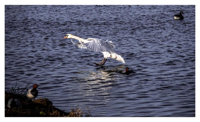 Coming into land - Clifford Sullivan