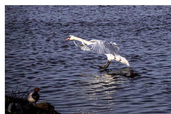 Coming into land - Clifford Sullivan