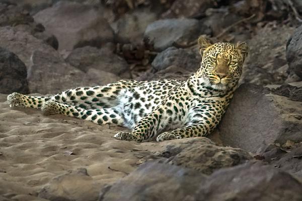 Leopard resting in the river bed - Robert Macdonald