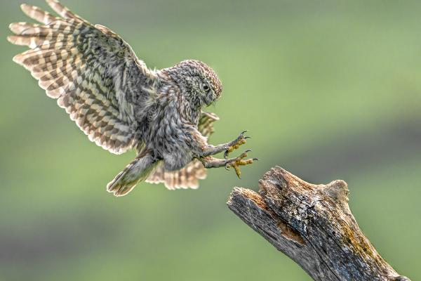 Little Owl - Marny Macdonald