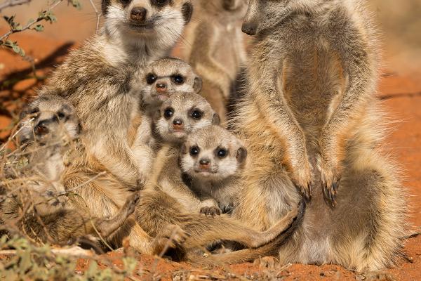 Inquisitive Meerkat pups - Derek Howes