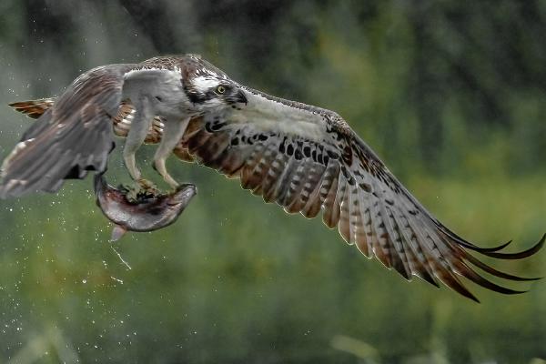 Osprey with its catch - Robert Macdonald