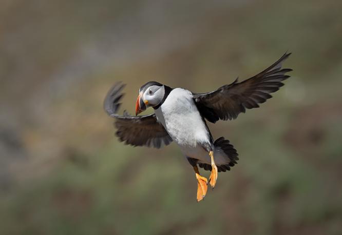 Puffin Landing - Colin Brett