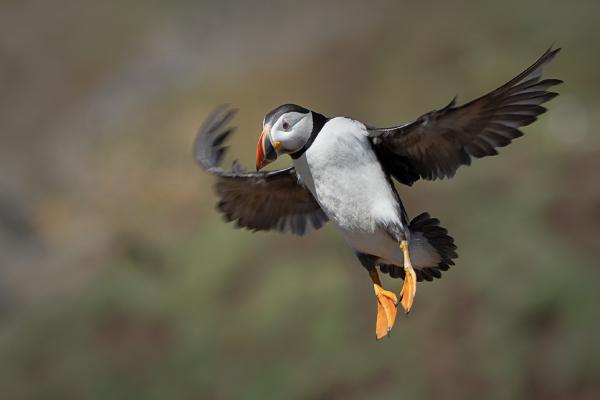 Puffin Landing - Colin Brett