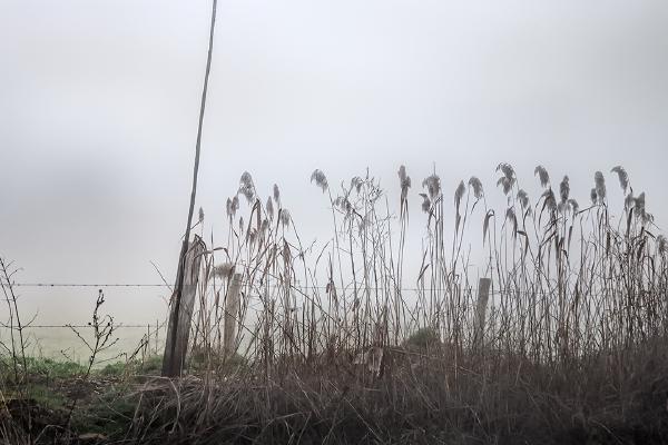 Sapling - Roy Essery