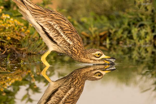 Stone Curlew reflection - Derek Howes
