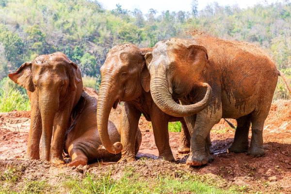 Thai elephants playtime - Peter Freeman