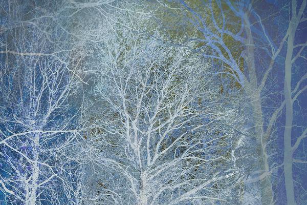 Forest of the Snow Queen - Chrissie Alexander