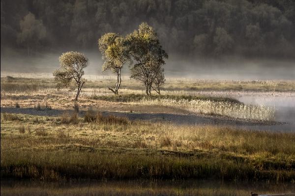 Llyn Dinas Morning - Roy Essery