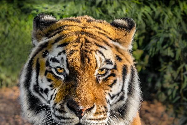 Siberian Tiger - Hilary Knight