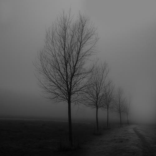 Dark Winter Trees - Shaun Hykel