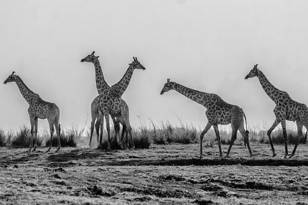 Giraffe on the horizon - Robert Macdonald
