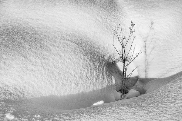 Snow Drift - Colin Brett