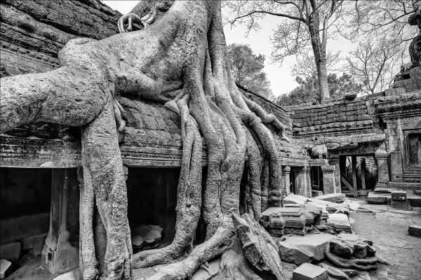 Ta Prohm - Cheryl Wilkes