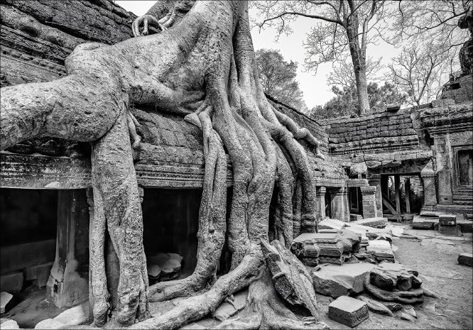 Ta Prohm - Cheryl Wilkes