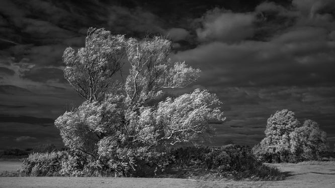 Windswept Infrared - Colin Brett