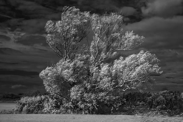 Windswept Infrared - Colin Brett