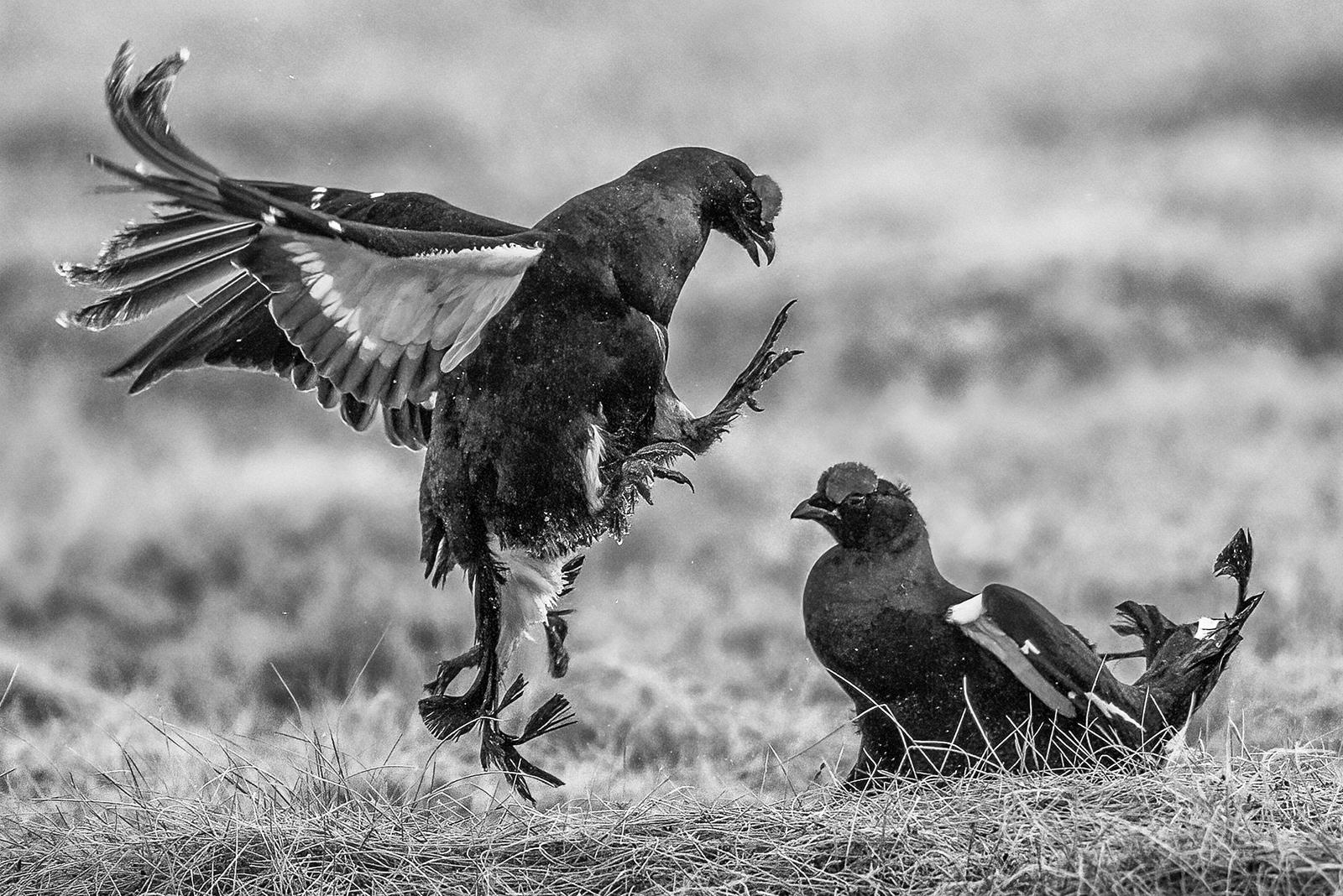 Black Grouse fighting at the Lek - Robert Macdonald