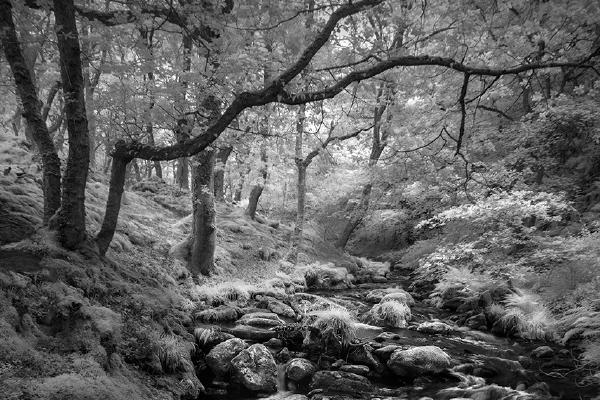 Dolgoch Falls - Roy Essery