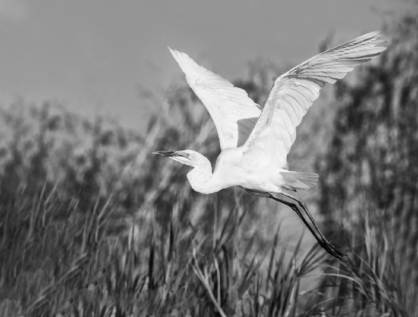 Egret leaving the reed bed - Marny Macdonald