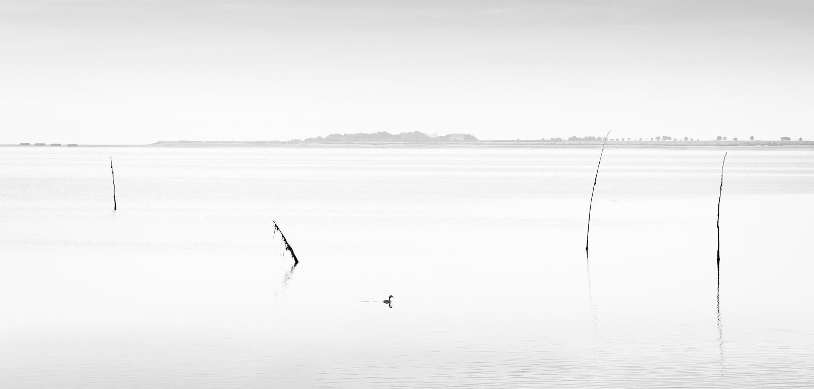 Four Whitheys and a Bird - Martin Heathcote