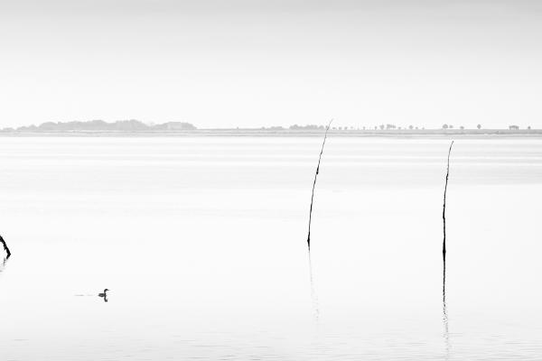 Four Whitheys and a Bird - Martin Heathcote