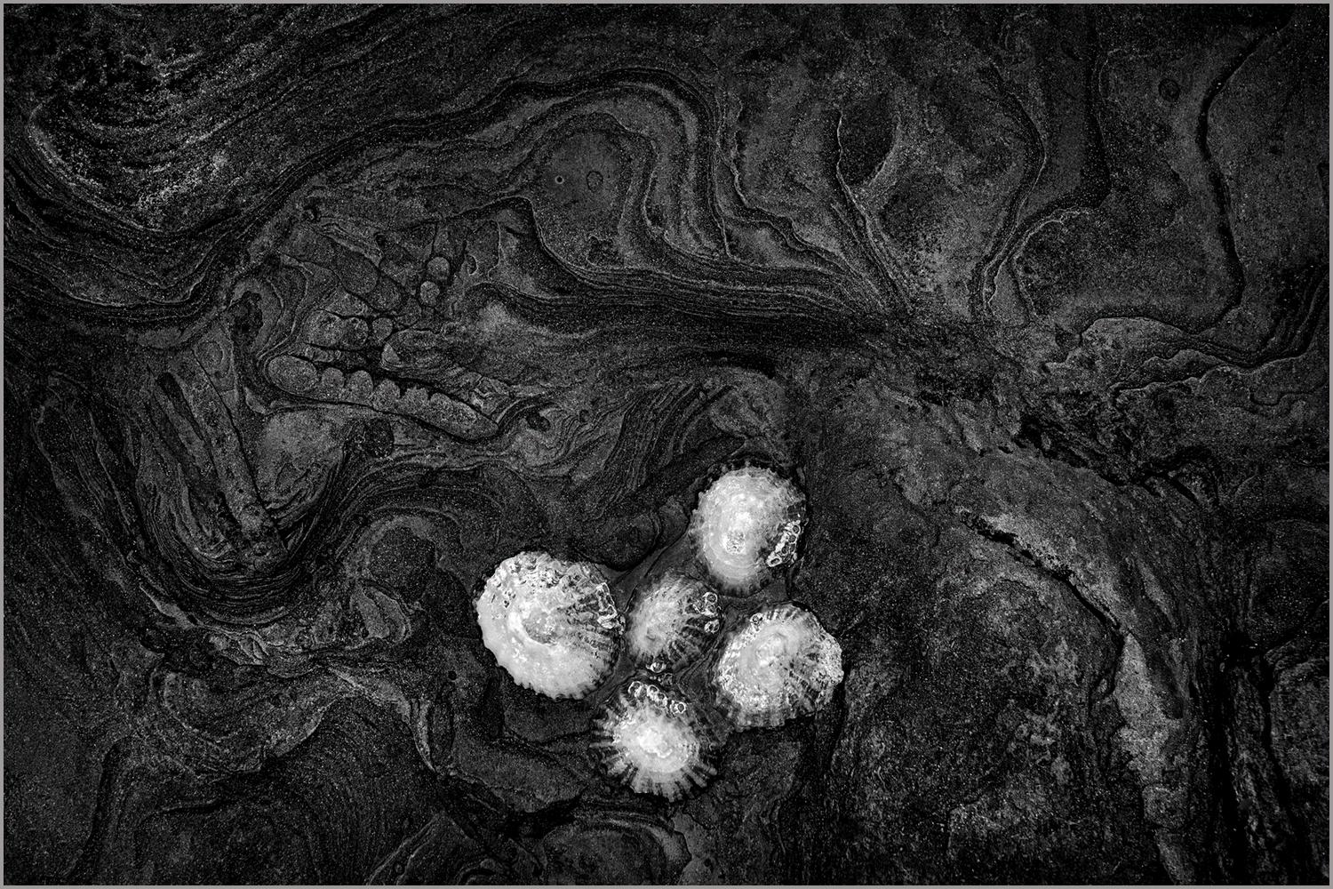 Limpets and Fossils - Colin Westgate