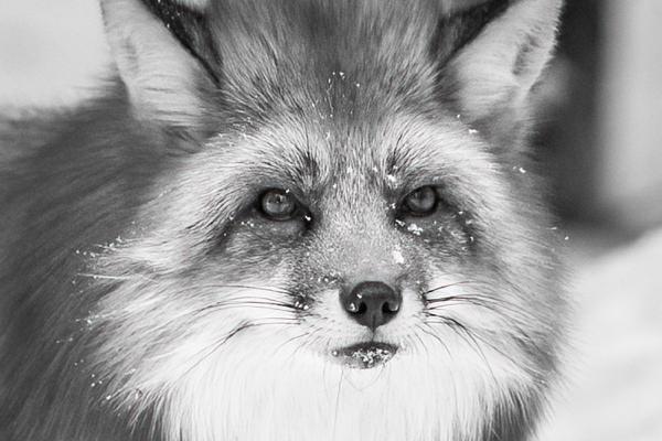 Red Fur Rox - Robert Macdonald