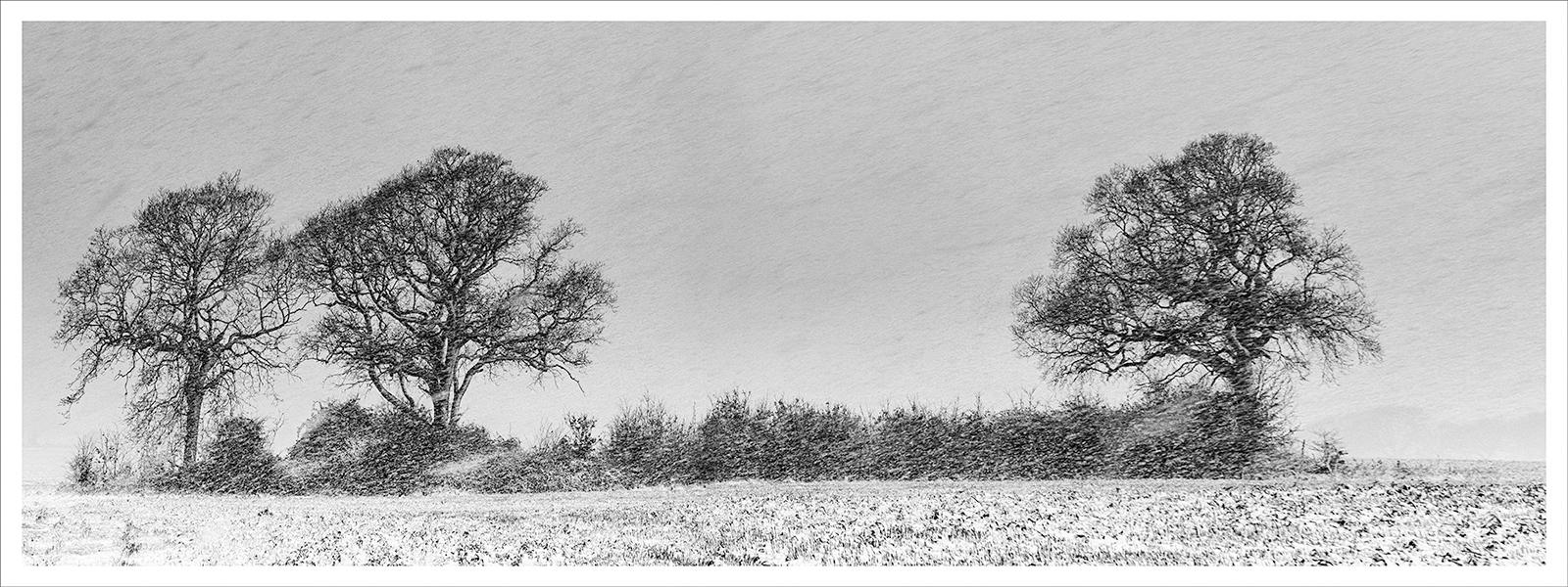 Winter Trees in the Snow - Colin Brett