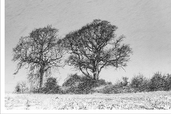 Winter Trees in the Snow - Colin Brett