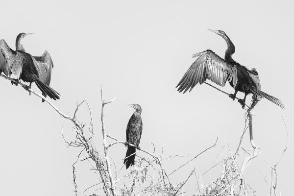 African Darters - Marny Macdonald