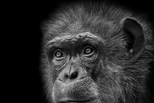 Contemplation - Chris Aldred